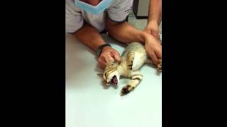 My kitten is getting his temperature taken by the vet Instagram JunnyLovers [upl. by Thayne208]