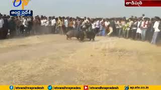 Pig Fight Competitions in Tadipatri  Anantapur  J C Prabhakar Reddy Attends [upl. by Ahsikal]