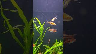 Razbora espei jest przepiękna akwarium akwarystyka razbora fish fishtank aquascape [upl. by Eirehc]