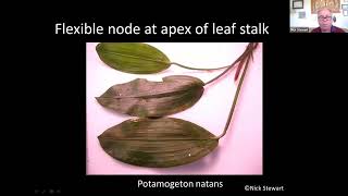 Introduction to Broadleaved Pondweed Identification 2022 [upl. by Andersen323]