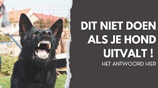 Wat je NIET moet doen met een uitvallende hond [upl. by Botnick]