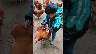 Rural children novice chicken farmers rural freerange chickens freerange chickens 160 [upl. by Evot104]