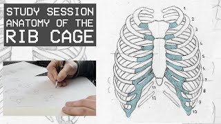 Anatomy Of The Rib Cage  Drawing People Study Session [upl. by Siramay803]