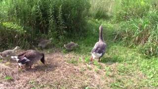 Tufted Toulouse Geese [upl. by Winn229]