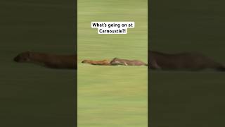 SPEEDY stoats at Carnoustie 😳 [upl. by Cock]