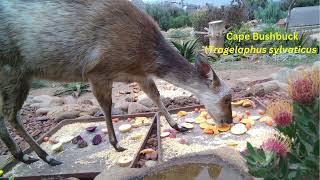 Rare Encounters Leucistic Bushbuck Raven Hadeda and Guinea Fowl in garden [upl. by Jutta52]