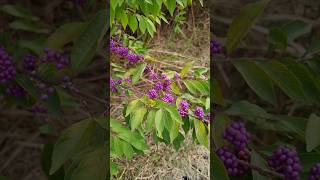 나무 좀작살나무 Callicarpa dichotoma [upl. by Faber]