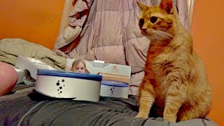 Pet Drinking fountain Unboxing  Cats birthday present [upl. by Anined]