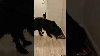 Flatcoated retriever eats RAW MEAT [upl. by Aceissej]