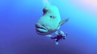 Napoleon Wrasse in the Southern Red Sea [upl. by Fusuy]