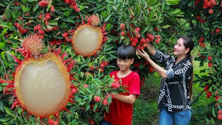 Extreme sweet Red Rambutan  Harvest fruitful rambutan in my homeland  Juicy rambutan eat cream [upl. by Annoid489]