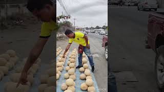 Gran cosechas de melones 🍈 [upl. by Joette]