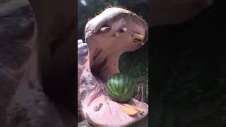 Funny animal Hippo eating watermelon  Смешные животные Бегемот ест арбуз shorts funnymoments [upl. by Ynaittirb]