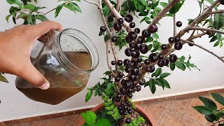 Este adubo vale ouro para jabuticaba frutificar muito [upl. by Hendel]