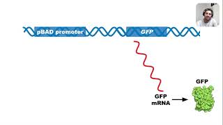 Regulation of pGLO Plasmid Arabinose Operon [upl. by Aloz]