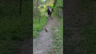 Bunny Terrifies Horses  Ozzy Man Quickies [upl. by Breger]