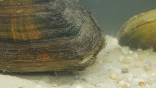 Anodonta cygnea  Teichmuschel  Swan Mussel [upl. by Myer]