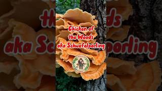 Chicken of the Woods 🍄 Der Schwefelporling 🍄 pilze vegan pilzesammeln [upl. by Eeryn]