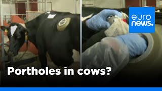 Swiss made cows fitted with portholes in stomach to test digestion  euronews 🇬🇧 [upl. by Elockcin812]