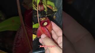 plants nepenthes nature pitcherplants insects garden carnivorousplants carnivorousplant [upl. by Solorac976]