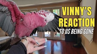 My Galah Cockatoo Vinny is so MAD \≤≤≤kj fc 💬Vinny Subtitles [upl. by Aramoj873]