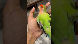 Mini vlogs with birds 🦜 love birds baby birds shortsfeed lovebirds parrot minivlog [upl. by Tabitha]