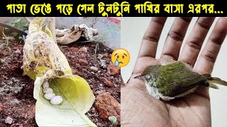 দুর্ভাগা এক মা টুনটুনি পাখির জীবনী Bird Story165 The life story of Common Tailorbird  Doyel Agro [upl. by Olim]