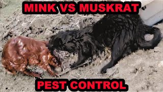 Mink and Dogs Catching Muskrats on the Canal [upl. by Adnarahs]