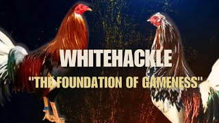 WHITEHACKLE GAMEFOWL BLOODLINE Fighting Style and History [upl. by Janeta401]