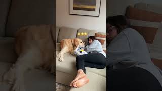 The potty mouth is real dogshorts goldenretriever puppy dogs puppies funnyvideos [upl. by Pitt254]