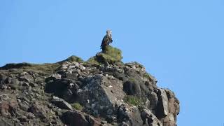 White Tailed Eagle sitting on top of Dunvegan Head Cliffs on the Isle of Skye Taken from the boat [upl. by Ahsinotna]