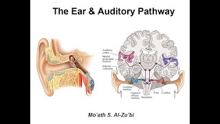 Ear amp Auditory Pathway Edit at 4209 Inferior colliculus [upl. by Pachton449]