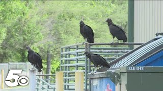 Bella Vista sees increase in aggressive black vultures [upl. by Nnairet]