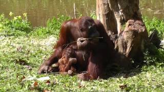 Bornean Orangutan And Baby Orangutan Paignton Zoo 24th April 2014 [upl. by Ber]