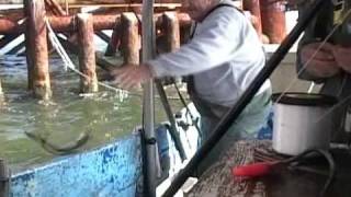 COMMERCIAL FISHING FOR POMPANO ON A OIL RIG [upl. by Nagear]