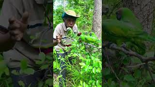 An old man a hiker sees a lot of parrots on a treepart3parrot birds animals nature wildlife [upl. by Rihana]