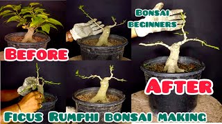 How is a normal ficus rumphi tree turned into a bonsai tree Ficus Rumphii bonsai making [upl. by Lira]