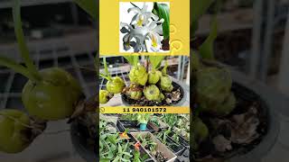 🌼 Coelogyne cristata Delicadeza e exotismo em cada pétala Uma orquídea para admirar 🌿🌸 Orquíd [upl. by Wallraff]