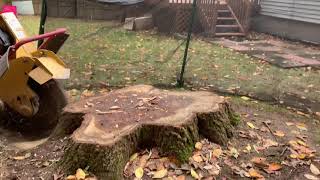 Rayco RG80 Stump Grinder DESTROYS 36 inch Oak Stump IN 10 min [upl. by Anitnemelc205]