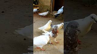 pigeon pigeons birds amazing knowledge story fact facts ne new trending pets [upl. by Anada]