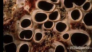 WARNING GROSS TRYPOPHOBIA PICTURES TEST [upl. by Alorac]