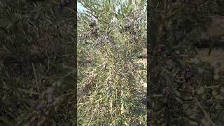 Arbequina zeytin arbequina zeytin olive nature farming zeytinyağı oliveoil garden shorts [upl. by Saunder370]