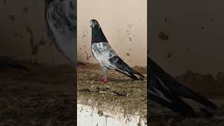 Malik G Best kabooterBazi in Rwalpinde youtubeshorts shortvideo kabutar pigeon 🕊️🕊️ [upl. by Gentes]