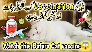 Cat Vaccination  Kitten Vaccination Age amp schedule  Rabies Vaccination for cats  cat vaccines [upl. by Thomsen]