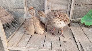 Amazing and stunning male and female partridge and their chickspartridge partridgesound cage [upl. by June]