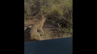 Rattlesnake and bobcat face off in heated desert battle caught on video [upl. by Nabatse]