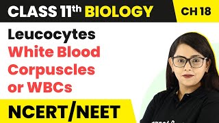 Leucocytes White Blood Corpuscles or WBCs Body Fluids amp Circulation Class 11 Biology [upl. by Reedy]