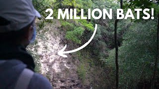 MEXICOS BAT CAVE and JUNGLE RUINS OF CALAKMUL MEXICO  travel vlog [upl. by Eunice]