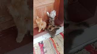 kittens available 9400819056 persiancatseller kollam kerala kochi shortvideo [upl. by Yllrebmik]