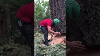 Arborist Dropping a 55quot Fir Log shorts [upl. by Bentlee]